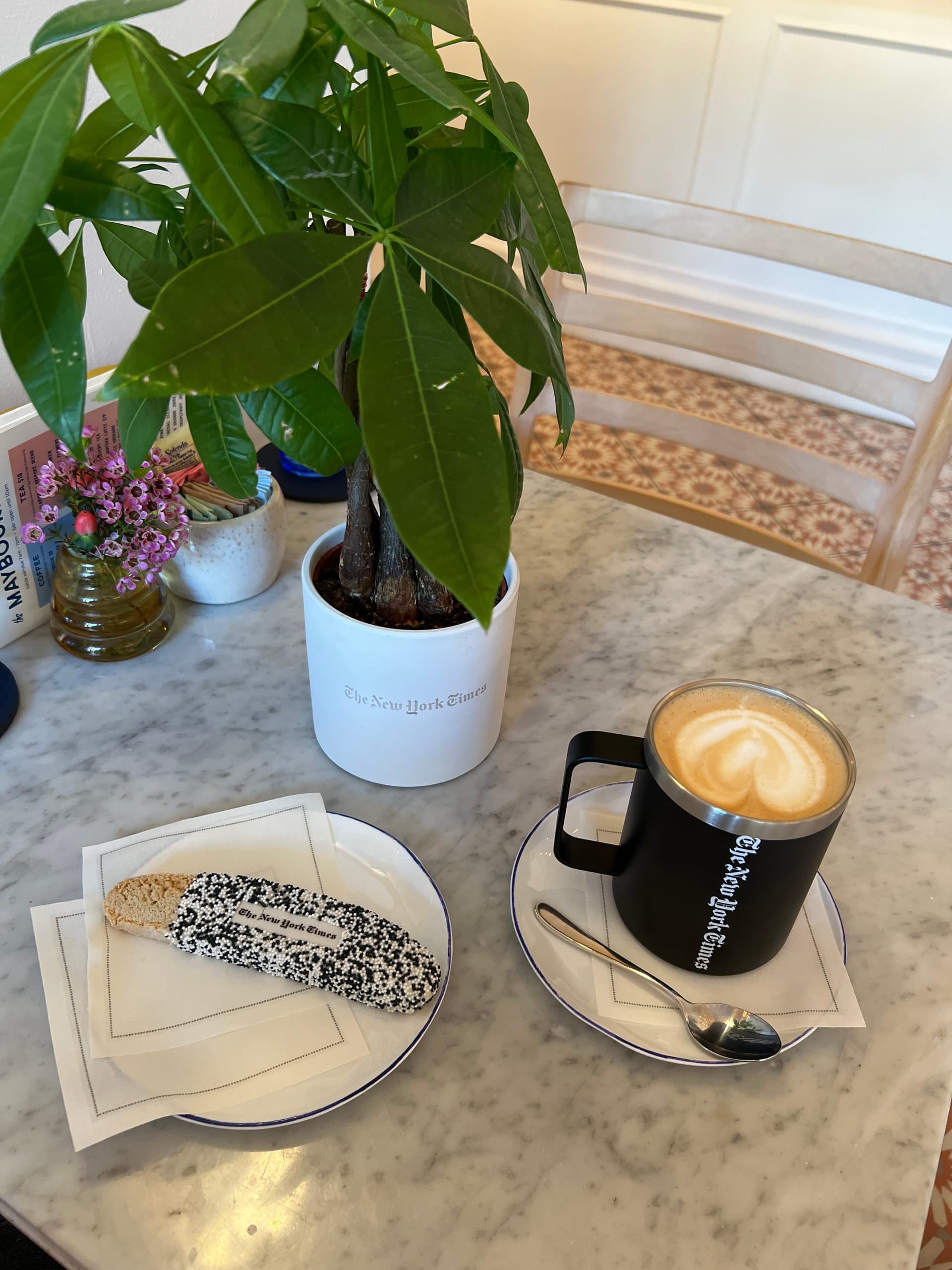 Money Tree Plant Kit